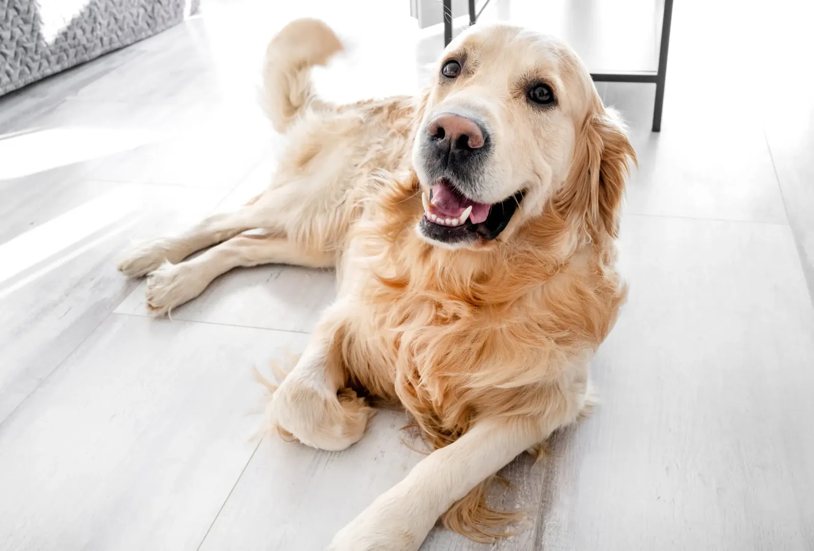 A golden retriever lying on the floor