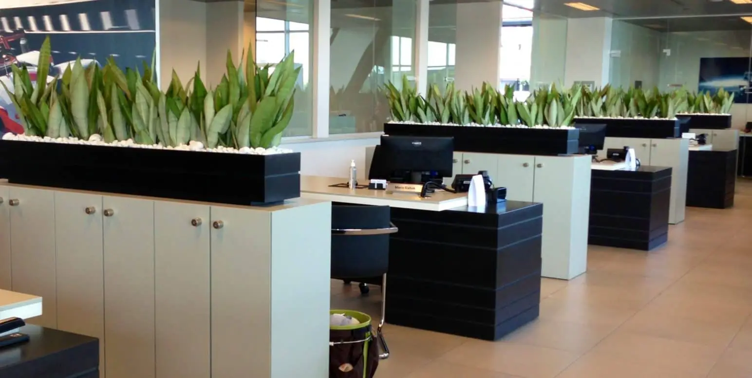Snake plant (Sansevieria) in a pot at the office